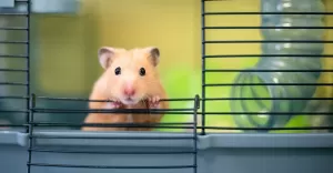Gryzo w domu - jaki bdzie dobry dla dziecka?
