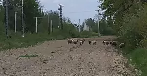 Stado baranw na gigancie. Niecodzienna interwencja SM