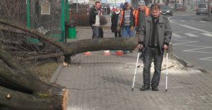 Wycinka drzew w centrum miasta