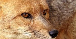 Uwaga na brunatne krki o zapachu ryby - to szczepionka dla lisw