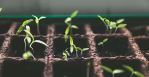 Growbox do uprawy rolin ? Growbox zestaw czy osobno?