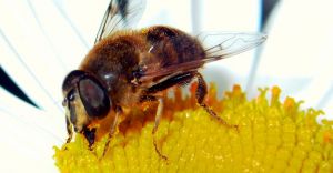 O pszczelarstwie w bibliotece