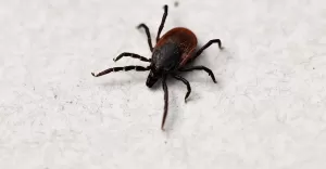 Borrelia - niebezpieczna bakteria, ktr moesz zarazi si nawet podczas spaceru