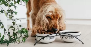 Karma O'Canis z kaczk. Czy to dobra karma dla psa?