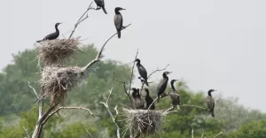Kolonia kormorana na Jeziorze Goczakowickim powoduje straty w gospodarce rybackiej