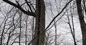 Niespotykane drzewo z Lipowca. Cho wyglda niepokojco - ronie tak od lat