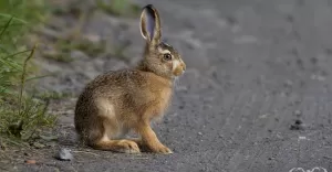 [FOTO] Czechowickie zajce w obiektywie. Dlaczego te zwierzta to jeden z symboli Wielkanocy?