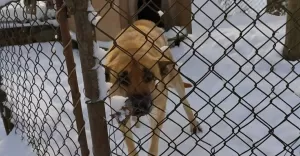 Akt oskarenia dla waciciela psa trzymanego na mrozie