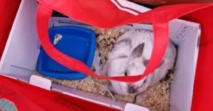 Krliczek wyrzucony w sklepowej torbie pod blokowy mietnik