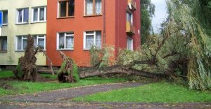 Poniedziakowy wiatr wyrywa drzewa