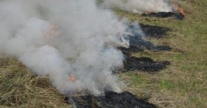 Wypalanie traw: grozi za to kara nagany, grzywny lub aresztu