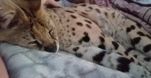 [ZDJCIA] W wiklicach odnalaz si serwal afrykaski!