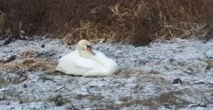 Ranny abd potrzebowa pomocy. Interweniowaa stra miejska