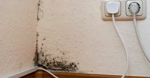 Grzyb na cianie - przyczyny, zagroenia. Pomc moe osuszacz powietrza
