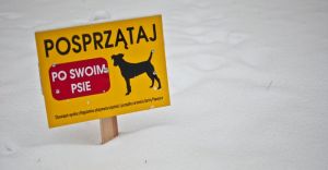 Radny chce zbada DNA psw