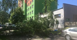 Wiatr powali brzoz. Drzewo spado pomidzy zaparkowane samochody