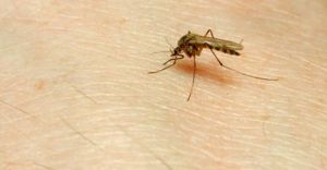 Walka z komarami rozpoczta