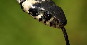 Plaga zaskrocw w Czechowicach