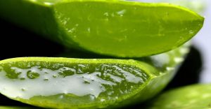 Jakie waciwoci posiada aloes
