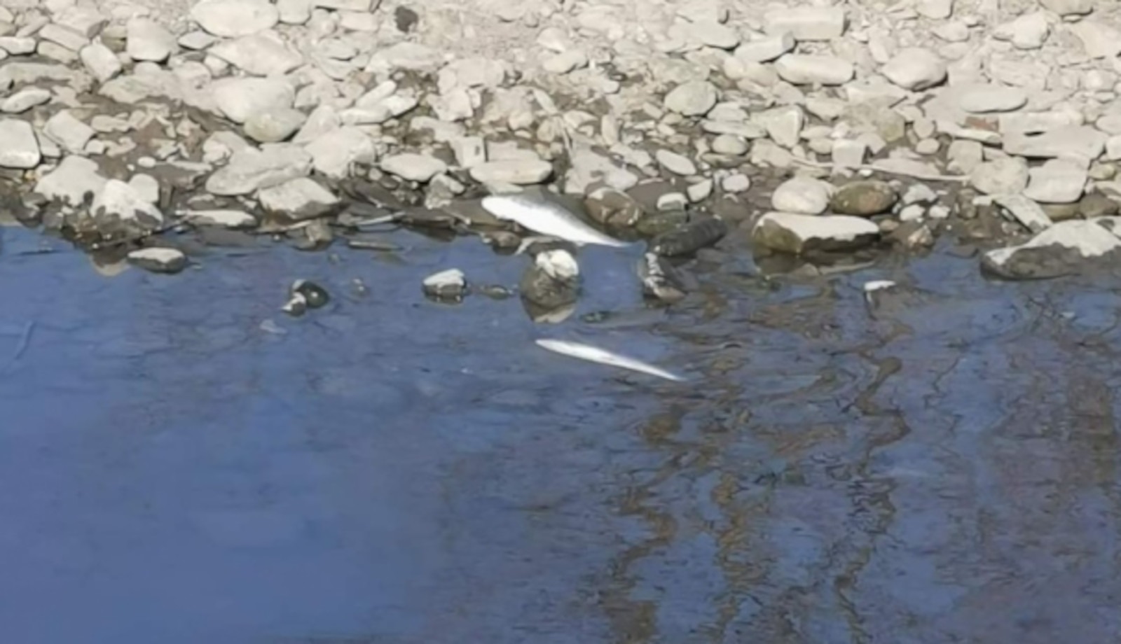 Martwe ryby w rzece Białej. Powiadomiono WIOŚ