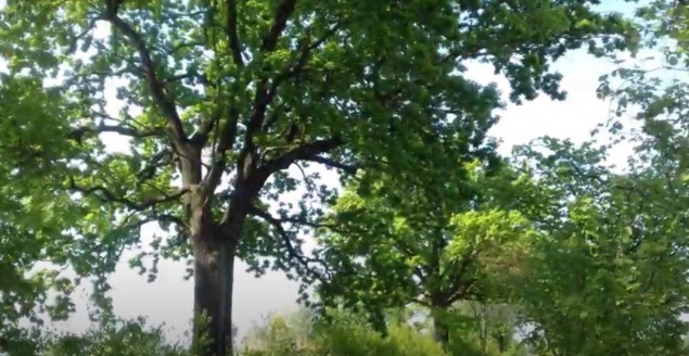 Gmina wzbogaciła się o siedem nowych pomników przyrody