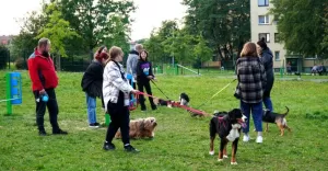 30 czworonogów wzięło udział w akcji "Fotopsiaki"