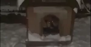 Zapadł wyrok w sprawie znęcania się nad suczką