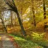 Wideo-dnia: jesienny spacer po Dolinie Potoku Czechowickiego