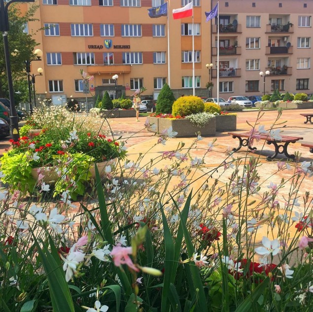 czechowicedziedzice,czechowice,placjanapawłaii,urzadmiasta,kwiaty,slonce,lato,wakacje,silesia,foto