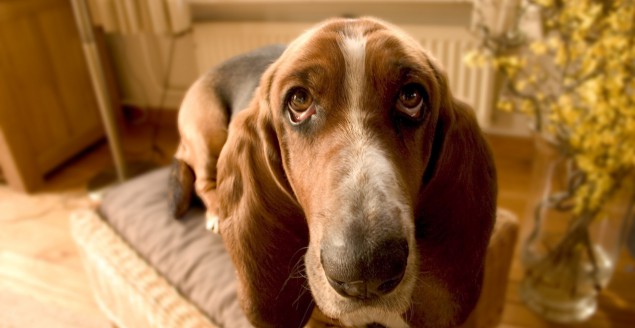 Pies, basset