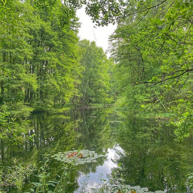 Czechowice,CzechowiceDziedzice,Zabrzeg,Las,Staw,Czarnolesie,Natura,Drzewa,LoveCzecho,LoveSilesia,fo