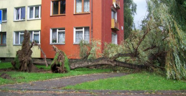 Poniedziałkowy wiatr wyrywał drzewa
