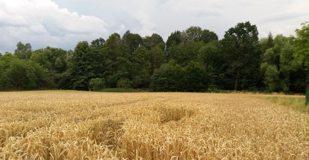 Wąska, Czechowice-Dziedzie
