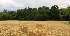 Wąska, Czechowice-Dziedzie