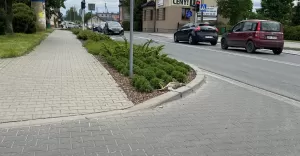 "Znieczulica mieszkańców. Co zrobić, gdy zauważymy martwe zwierzę?