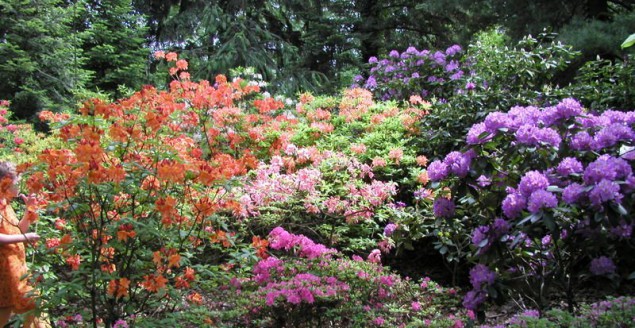 arboretum, kórnik