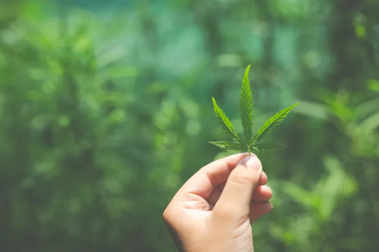 medyczna marihuana