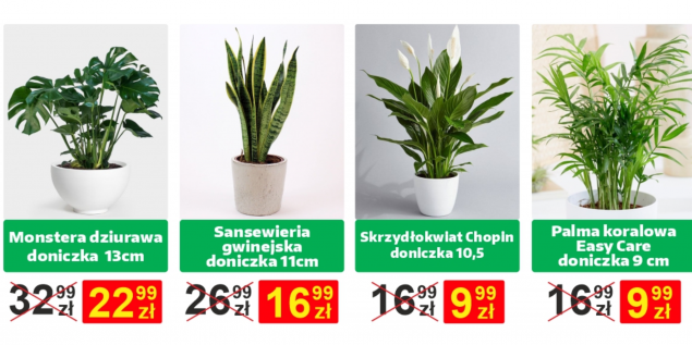 Szarotka