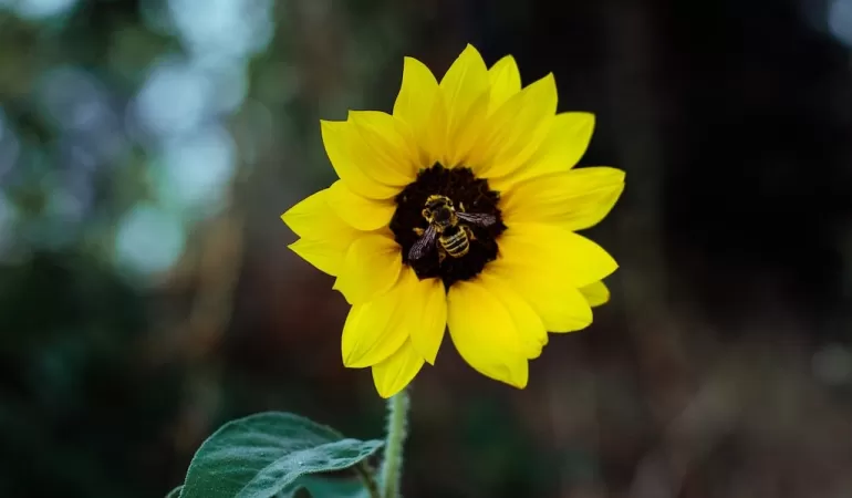 unsplash.com