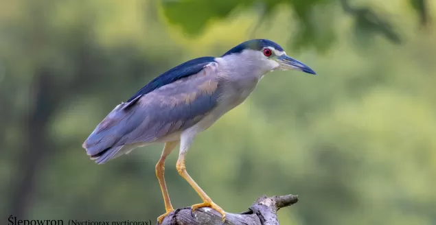 przyroda