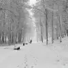 Wideo-dnia: Park Szwajcarska Dolina w zimowej odsłonie