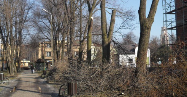 Wycinka, drzewa