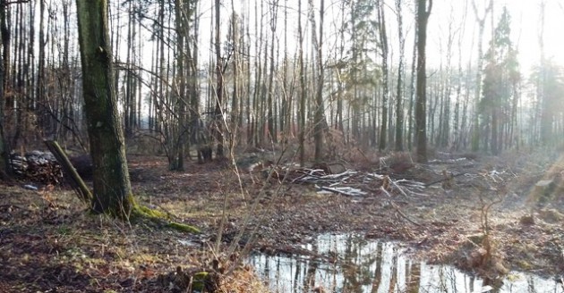 Las, połamane drzewa