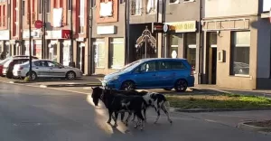 Uwaga! Straż Miejska poszukuje właściciela kóz!