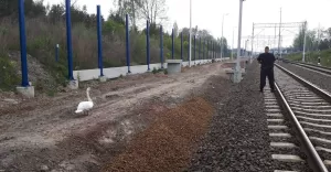 Uratowali łabędzia przed nadjeżdżającym pociągiem