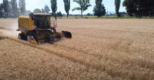 trwają żniwa. Zobacz, jak wygląda w Zabrzegu