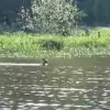 Wideo-dnia: sarna-pływaczka przemierzająca Jezioro Goczałkowickie