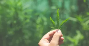 medyczna marihuana