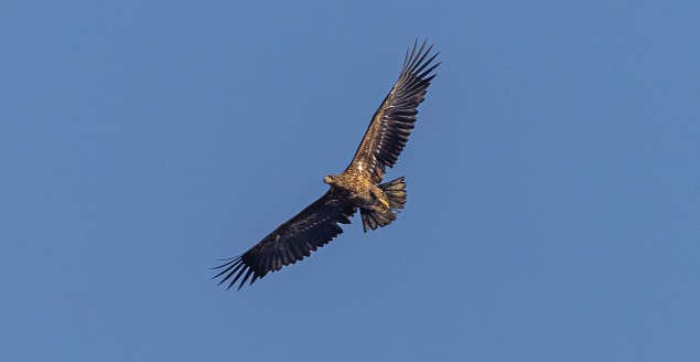 Bielik sfotografowany nad Zabrzegiem - 18.03.2020