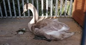 Niecodzienna interwencja strażników miejskich. Pomogli rannemu łabędziowi